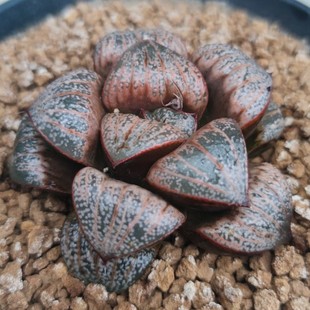 包邮 7厘米实物拍照可选带盆土发货 韵达 瓦苇十二卷青蟹倔川NO1