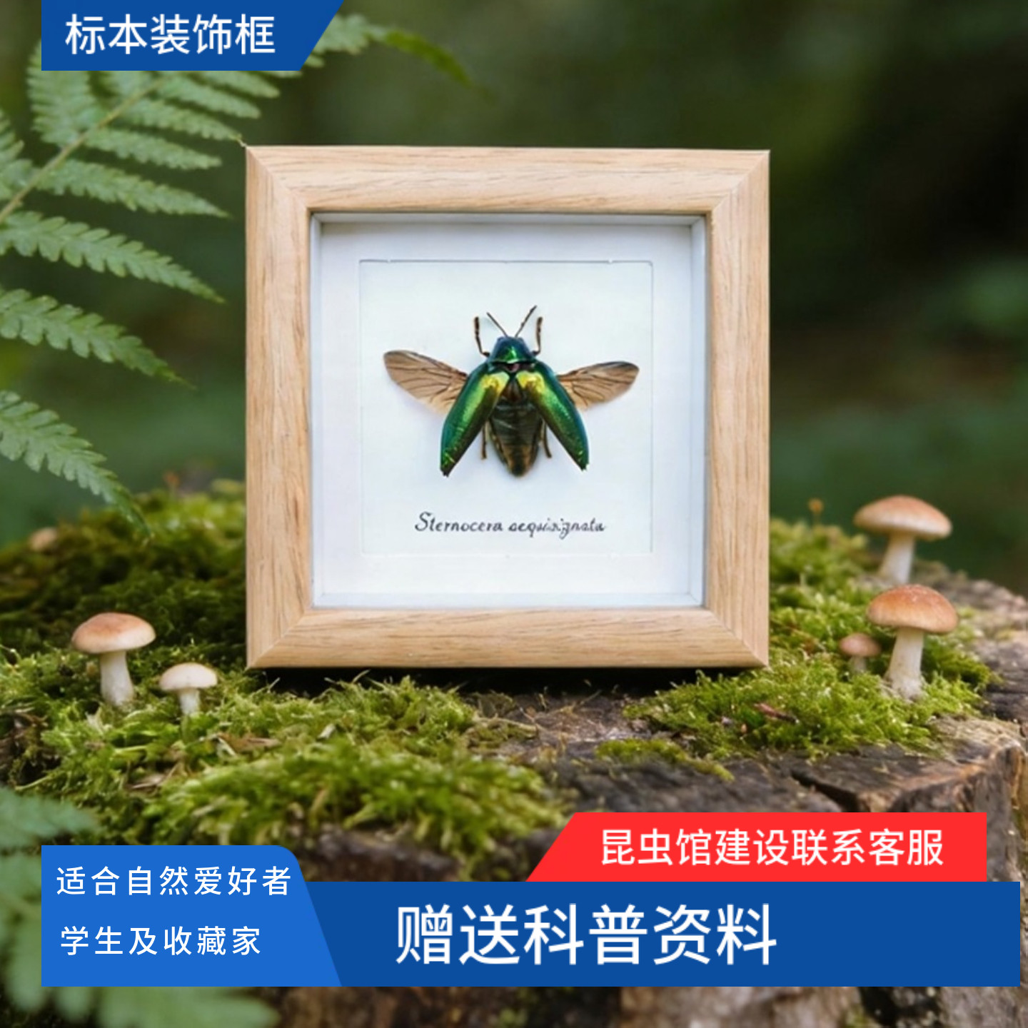 蝶语甲虫绿点椭圆吉丁虫昆虫蝴蝶标本桌面摆件创意圣诞儿童节礼物,家居饰品,标本类装饰画,淘宝优惠券,粉丝福利购,淘宝优惠卷