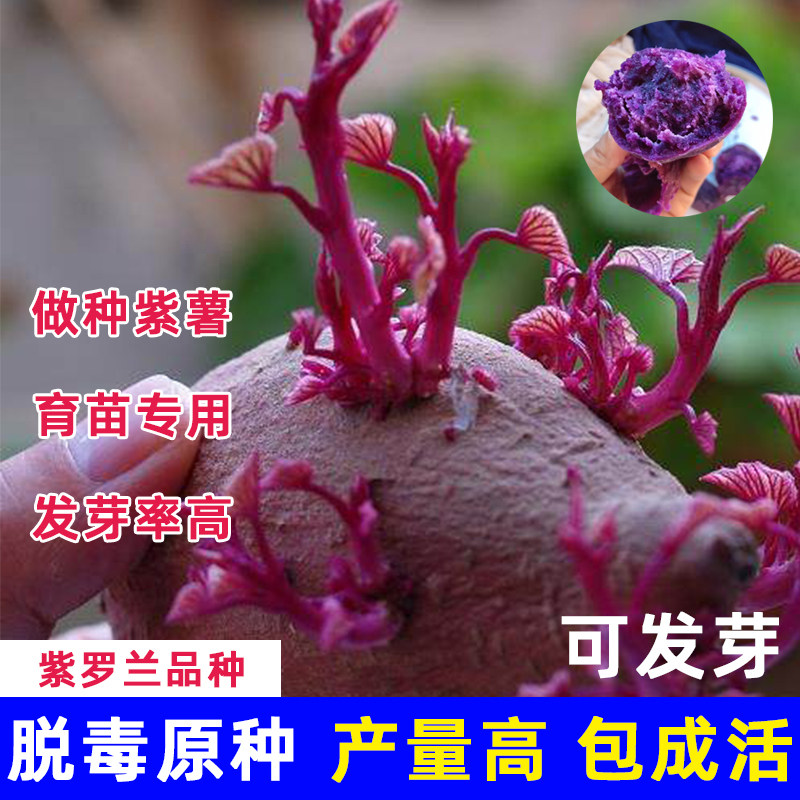 紫薯育苗种高产紫心红薯种子带芽秧苗地瓜山芋番薯紫罗兰发芽
