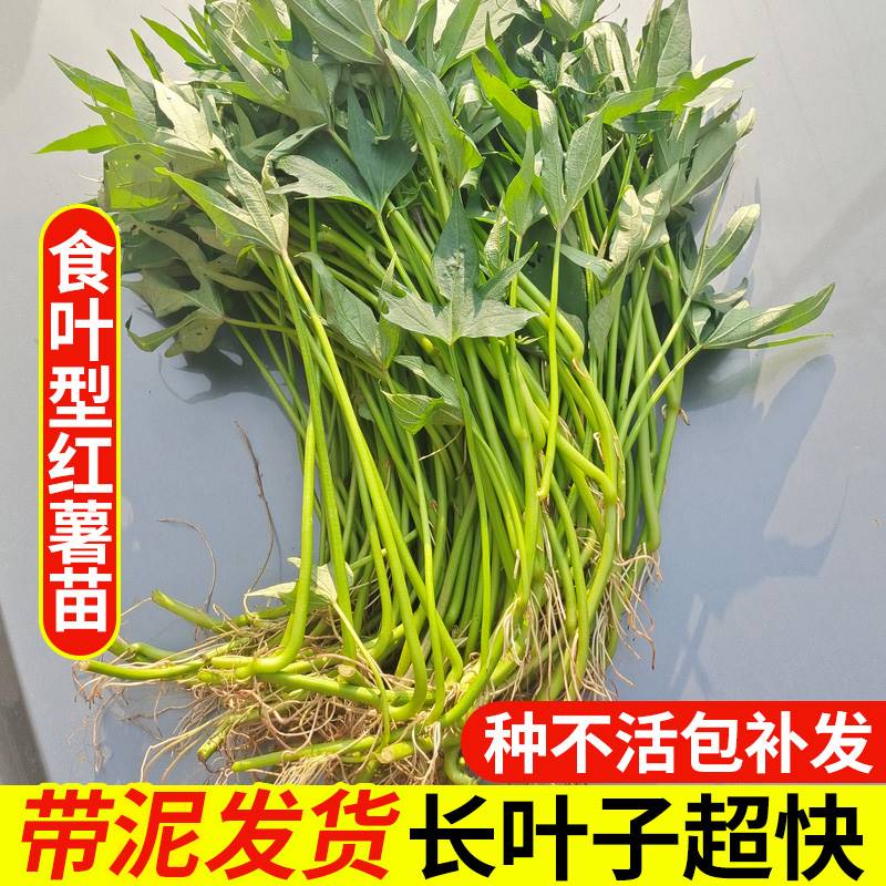 广西食叶型红薯叶苗专吃叶子的番薯叶红苕尖四季种植食用地瓜苗秧