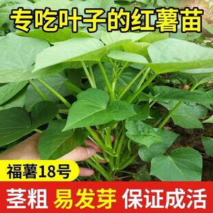 食叶型红薯苗叶专门吃叶子的红署种秧苗不结地瓜山芋番薯台湾薯叶