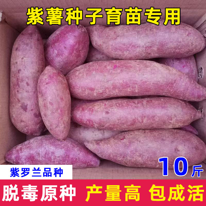 紫薯种子种带芽秧苗育苗沙地正宗紫罗兰新鲜甜糯粉广西一整箱留种