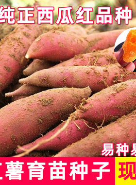 红薯苗种籽育苗西瓜红蜜薯糖心农家新鲜自种红心高产种红番薯种子