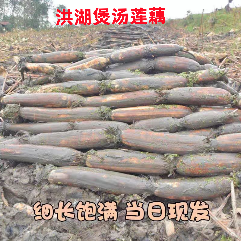 湖北特产洪湖粉藕新鲜现挖正宗莲藕汤餐饮食材排骨汤九孔糯米藕用