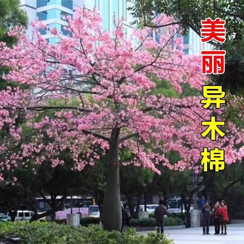 大腹木棉小苗美丽异木棉树苗四季常绿庭院花树公园街道风景树地栽