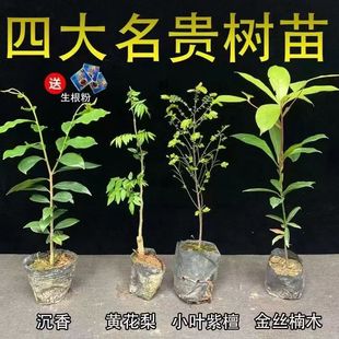 名贵正宗海南沉香树苗金丝楠木树苗海南黄花梨树苗台湾小叶紫檀苗