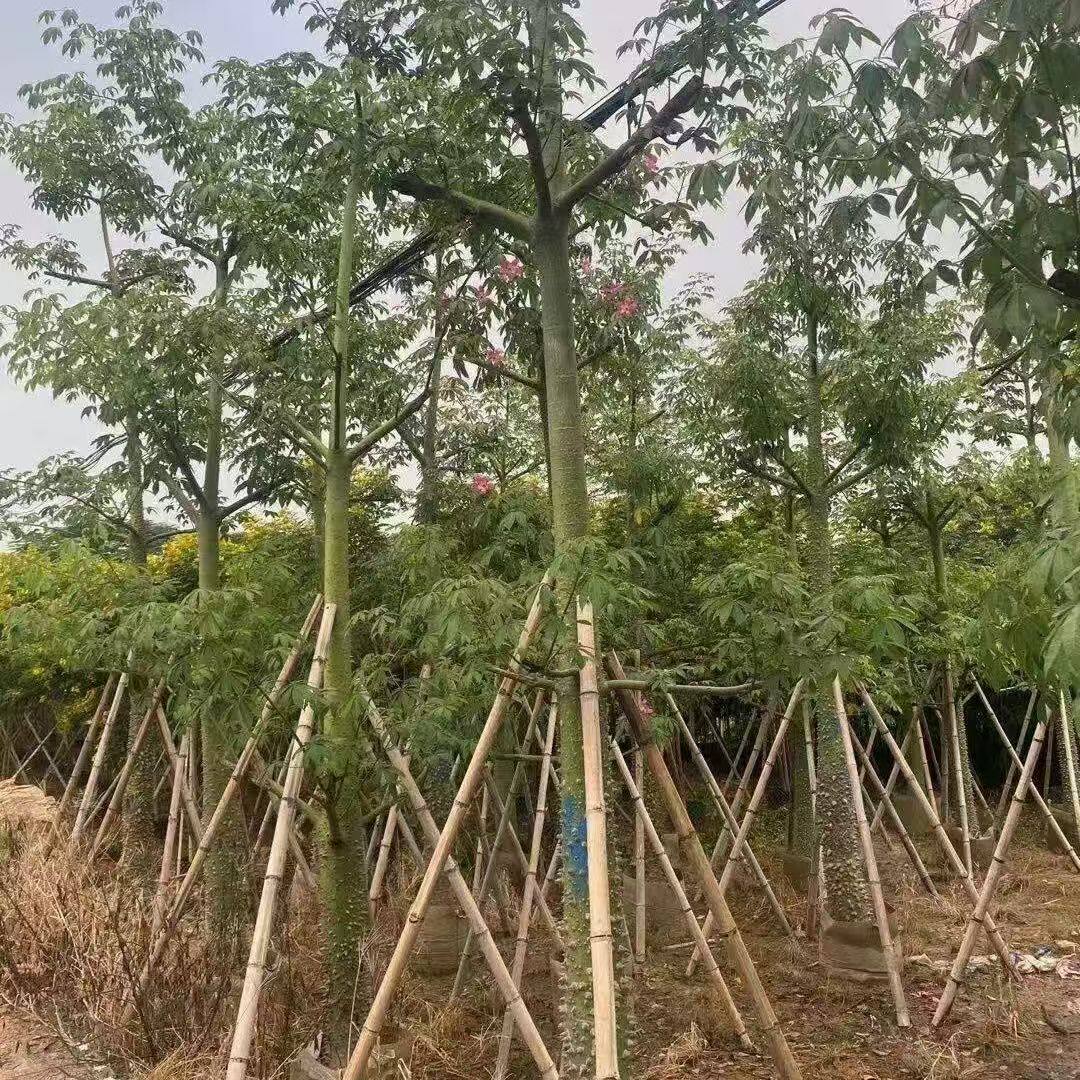 庭院花树大腹木棉树苗进口美丽异木棉公园美人风景树绿化植物地栽