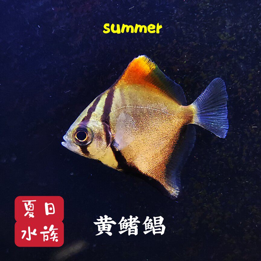 黄鳍鲳鱼珊瑚神仙鱼海水鱼淡化人工繁育群游蝙蝠鲳鱼大眼鲳淡水鱼