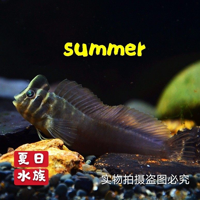 奥特曼青蛙鱼斑头肩鳃鳚汽水鱼原生鱼观赏鱼可淡化淡水饲养接批