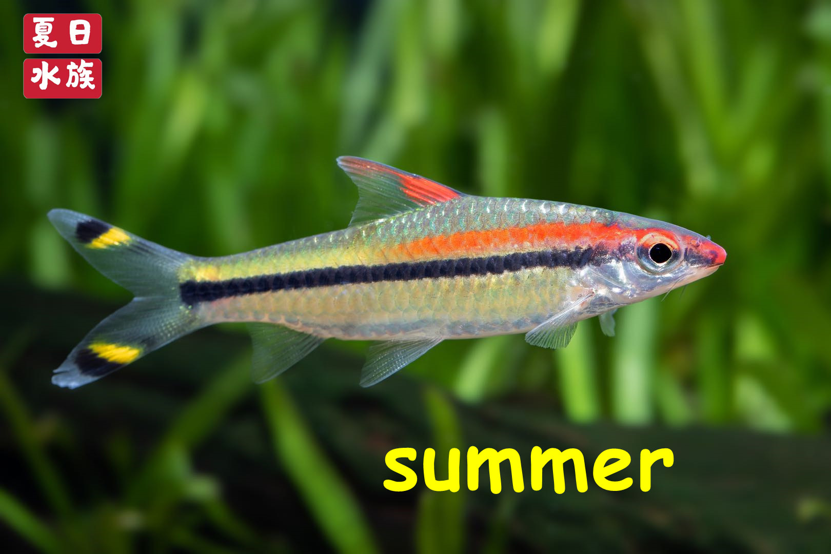 一眉道人鱼热带观赏鱼水草缸群游王灯鱼原生活体印度进口皇冠一眉