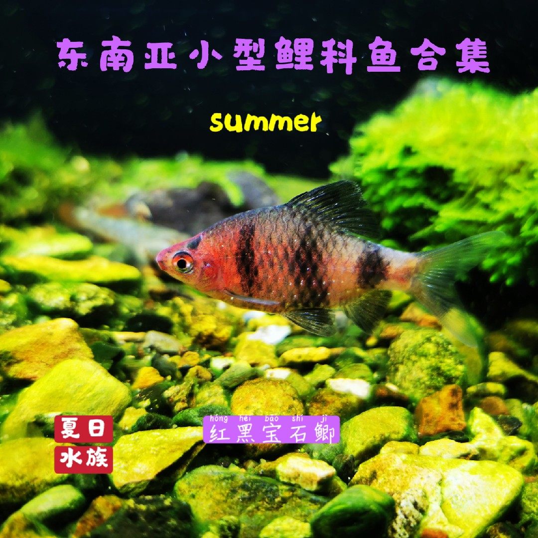 红黑宝石鲫五线鲫黄帆小丑鲫甜甜圈五间鲫观赏鱼东南亚鲤科鱼群游