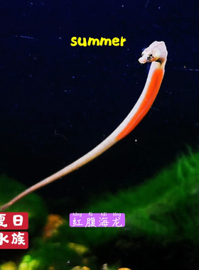 红腹海龙鱼淡水淡化小海龙定水