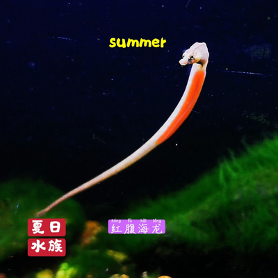 红腹海龙鱼淡水淡化小海龙定水