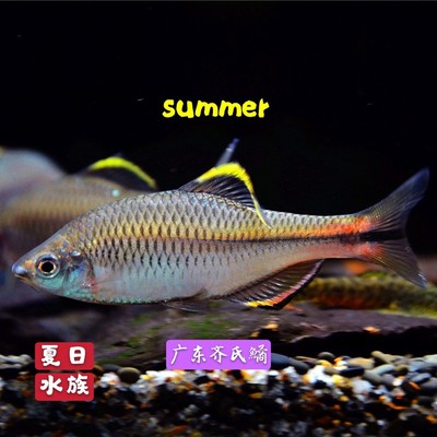 齐氏齐泉鳑鲏原生鱼观赏鱼冷水
