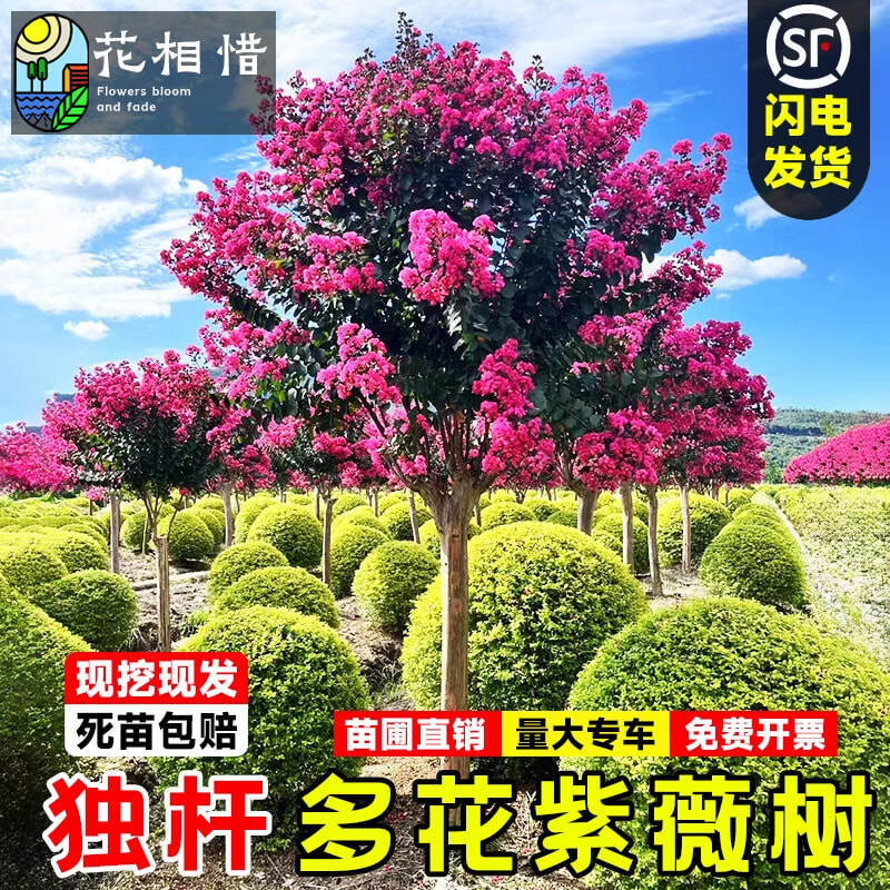 高杆紫薇树苗盆栽花卉庭院行道耐寒绿化风景树大红花丛生紫薇花苗