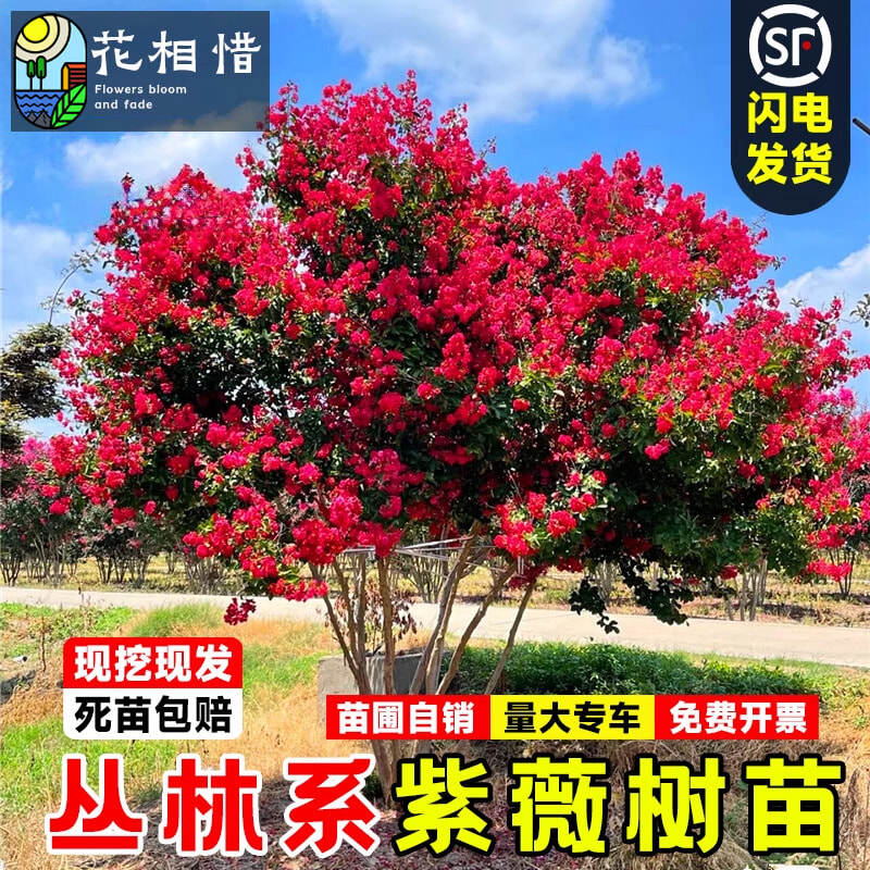 丛生紫薇树苗庭院耐寒绿化风景树美国红火箭盆栽丛林簇生紫薇花树
