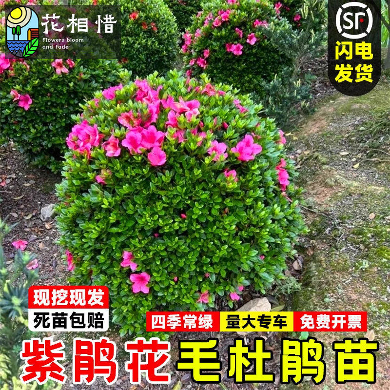 毛杜鹃树苗紫鹃花小苗别墅庭院盆栽四季常青绿化植物毛鹃苗杜鹃球