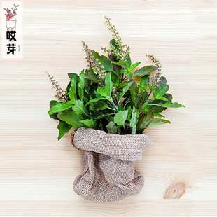 进口罗勒种子 打抛叶圣罗勒   阳台庭院盆栽可食用芬芳味香草植物