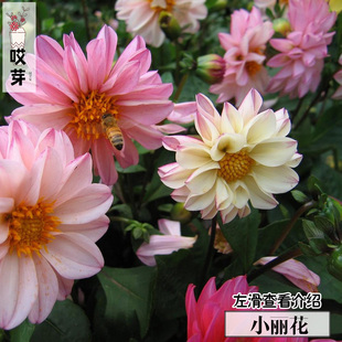 混色重瓣小丽花种子20粒装 观花植物 四季庭院阳台盆栽花卉种子