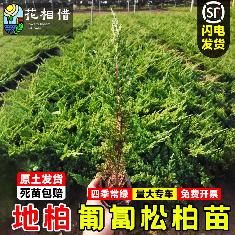 地柏树苗松柏盆景造型素材苗庭院景观绿化地被四季常青植铺地柏