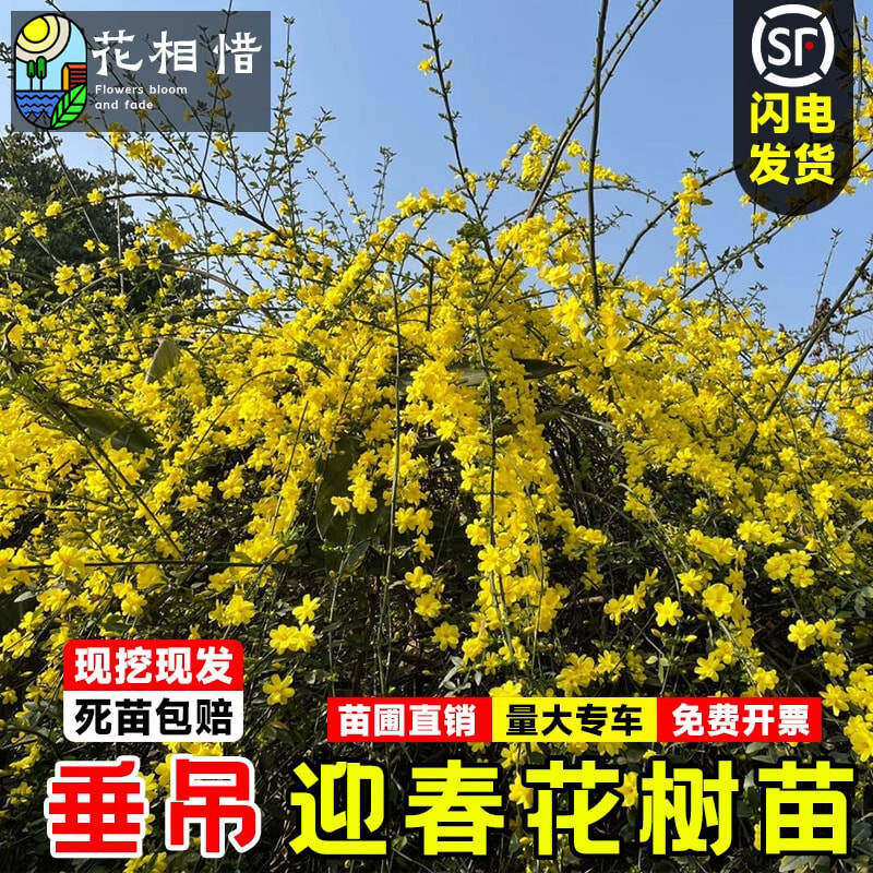 迎春花树苗金钟花苗庭院耐寒风景树盆栽爬藤攀援花卉高杆连翘花苗