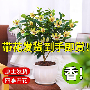 含笑花苗树苗盆栽花卉植物室内花四季开花浓香型带花苞庭院阳台花
