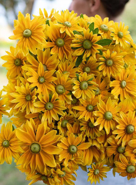 进口切花金光菊种子 草原阳光 金黄色绿芯  新手耐热庭院盆栽花卉