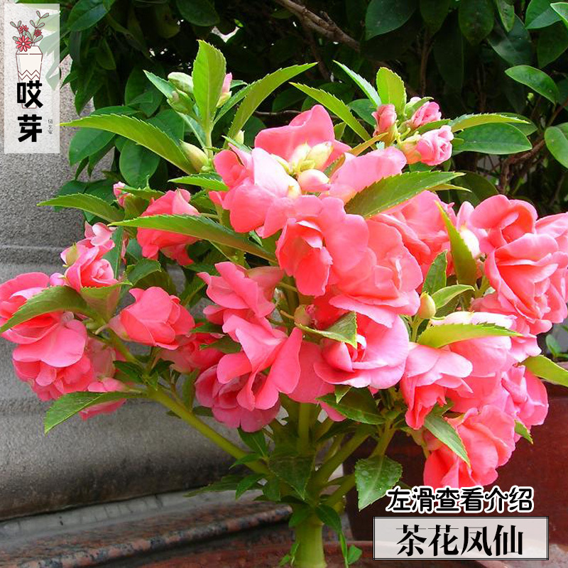 重瓣茶花凤仙花种子10粒装 观花植物 四季庭院阳台盆栽花卉种子
