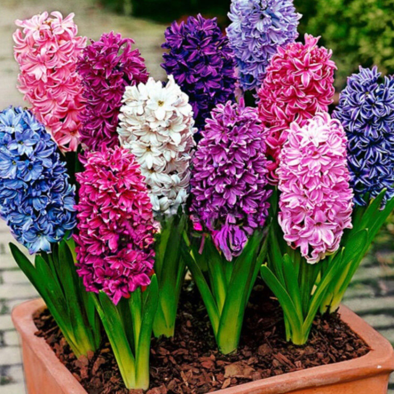 3个进口风信子大种球种子水养土栽花卉盆栽新手易养风信子种球根,鲜花速递/花卉仿真/绿植园艺,种球/裸根,淘宝优惠券,粉丝福利购,淘宝优惠卷