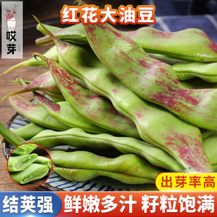 红花大油豆种子爬藤油豆角种籽四季菜园早熟高产豆角梅豆蔬菜种子