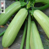 播种庭院盆栽农家瓜果蔬菜种苗 四季 西葫芦种子 新早青小南瓜