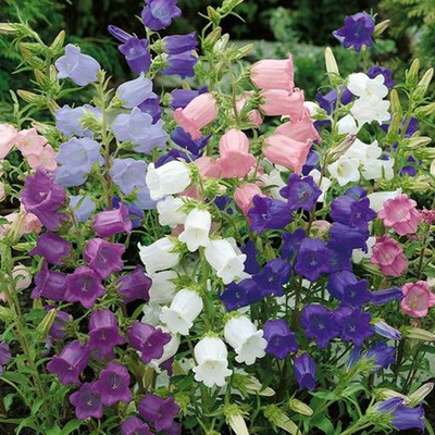进口切花风铃草种子 坎特伯雷的钟声 Canterbury Bells 多色可选
