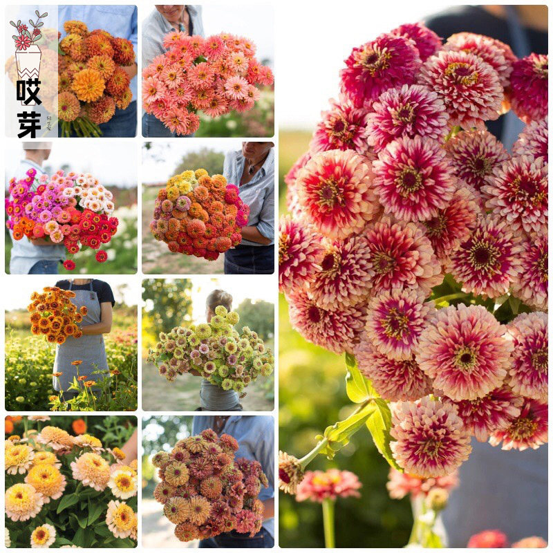 进口百日草向日葵矮牵牛角堇波斯菊鲁冰花种子套餐四季盆栽包邮