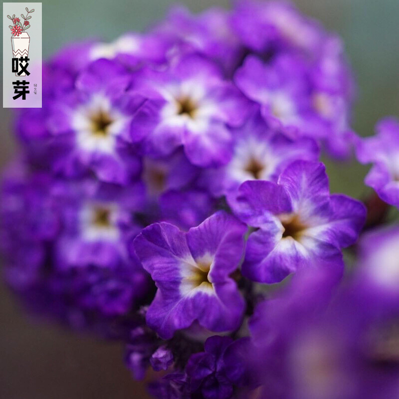 进口欧洲香水花种子 Heliotrope A. 天芥菜 盆栽庭院阳台芳香植物