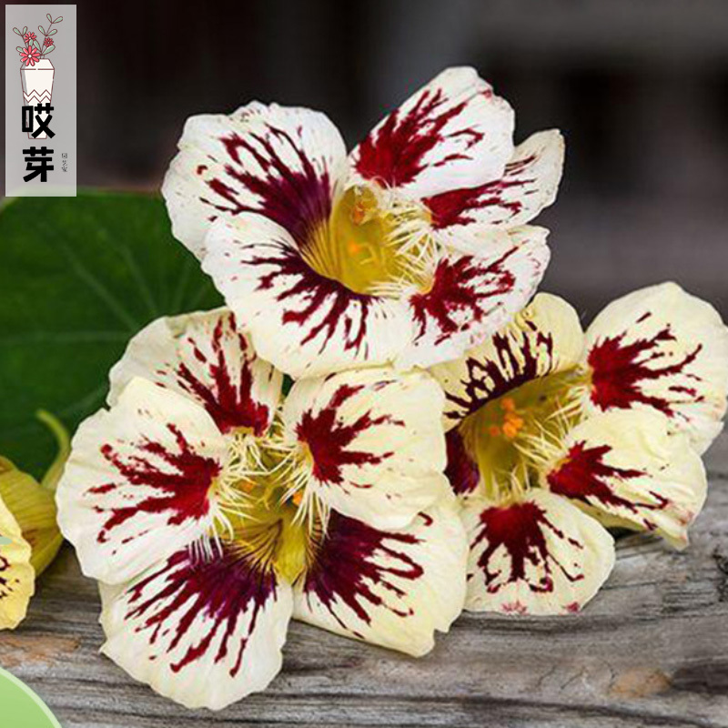 进口矮生旱金莲种子 淡紫奶油色 四季庭院藤本阳台盆栽花卉色调多