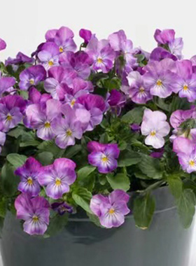 日本进口角堇种子 维纳斯薰衣草 Venus lavander  神仙色阳台盆栽