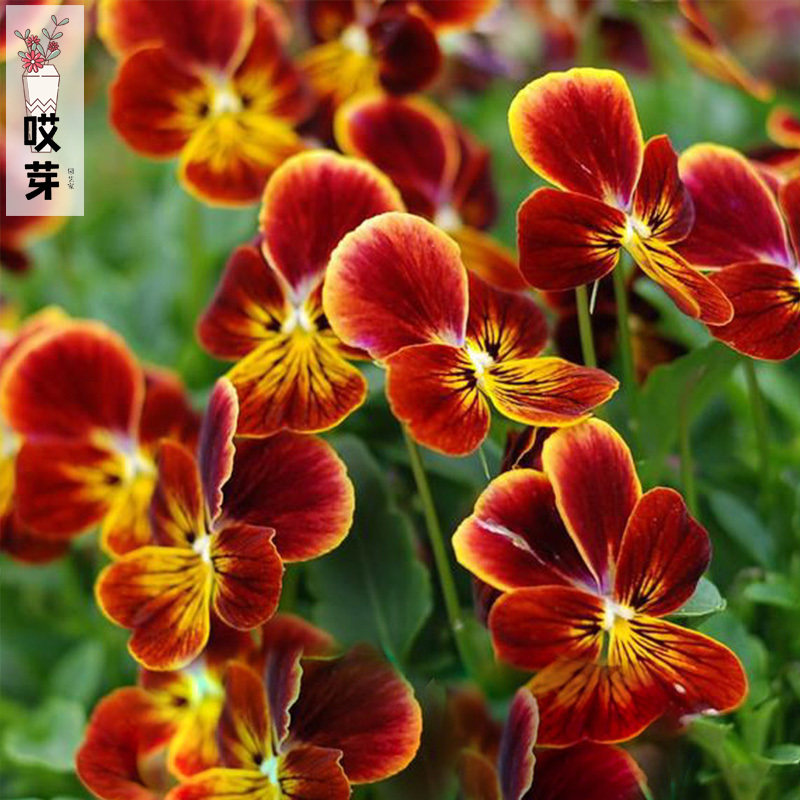 日本进口角堇种子 阿特斯卡 Gem Aztec 中提琴神仙色阳台盆栽