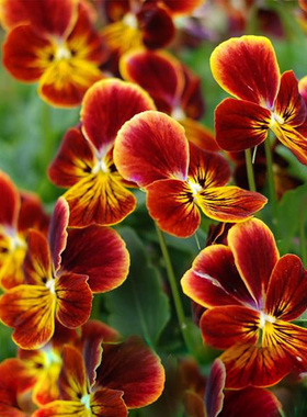 日本进口角堇种子 阿特斯卡 Gem Aztec 中提琴神仙色阳台盆栽