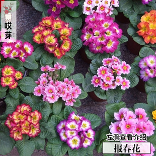 欧洲报春花种子20粒装 樱草 观花植物 四季庭院阳台盆栽花卉种子