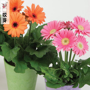 进口非洲菊种子 四季易种春播室内阳台盆栽花卉阳台专用种子 花籽