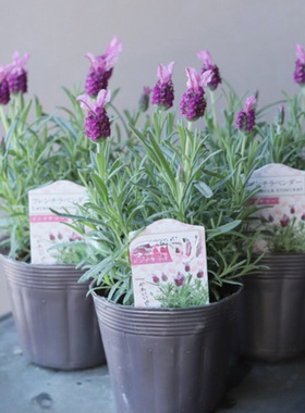 进口西班牙薰衣草种子 Bandera Pink 恬雅粉 宿根盆栽香草小耳朵