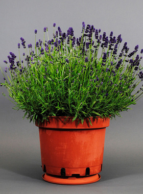 进口盆栽型薰衣草种子 莱文丝 深紫色Lavender 阳台矮生芬芳花卉