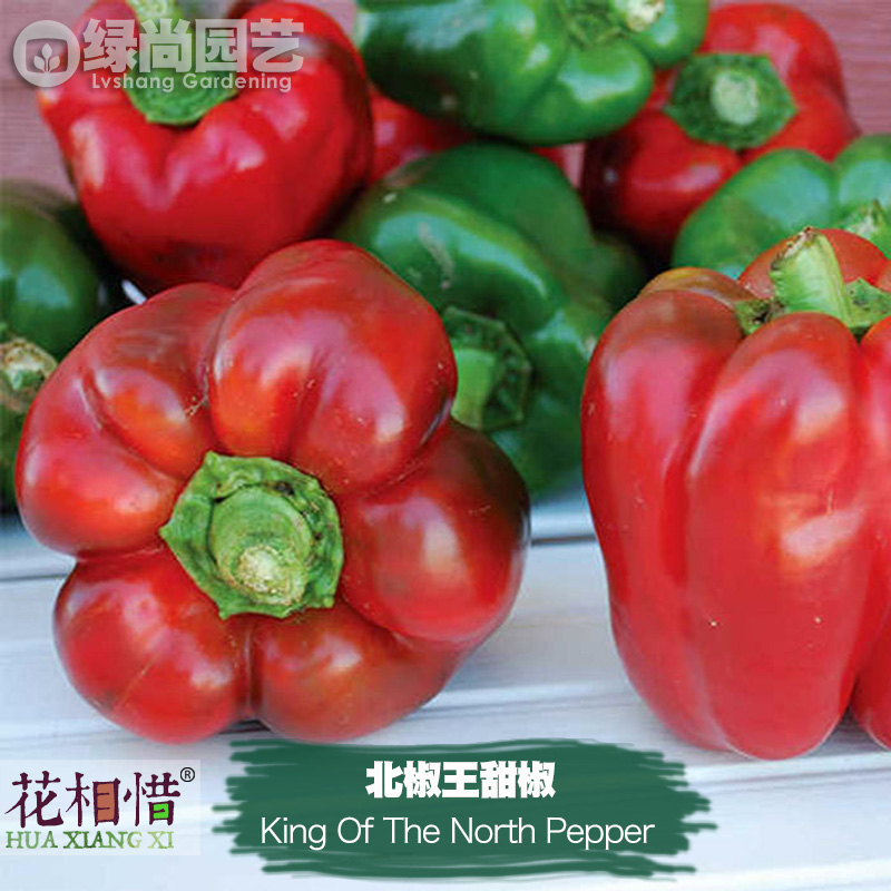 北椒王甜椒种子进口菜椒四季播种阳台盆栽蔬菜种籽瓜果大红辣椒苗