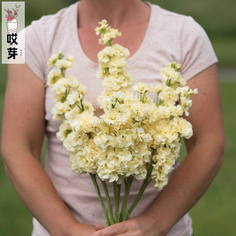 进口切花紫罗兰种子 铁系 淡黄樱草 庭院盆栽鲜花材室内装饰