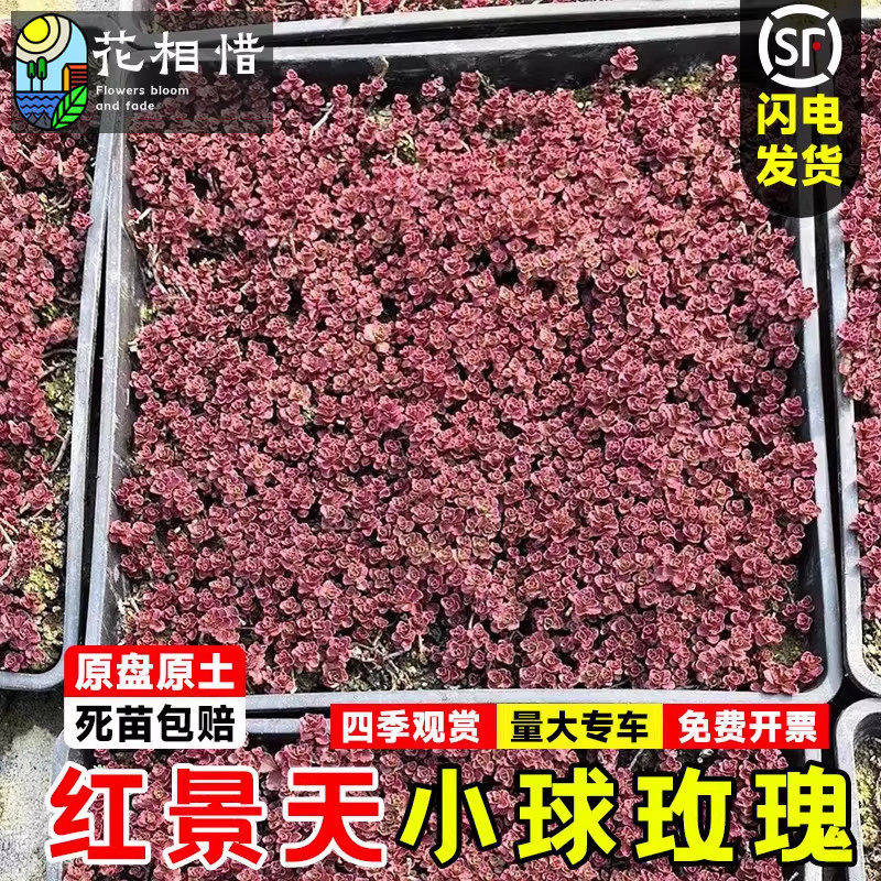 红景天花苗地被花境植物花卉小球玫瑰四季常青耐寒耐旱原盘原土