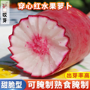 穿心红水果萝卜种子红心水果萝卜种籽穿心红萝卜四季盆栽蔬菜种子