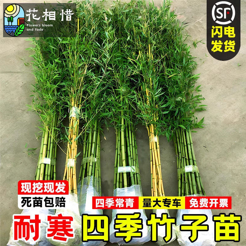 竹子苗庭院室外植物观赏矮化盆栽紫青竹金镶玉罗汉竹四季常青绿植