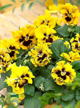 进口褶边三色堇种子 Frizzle Sizzle 闪现 黄色 中提琴角堇神仙色