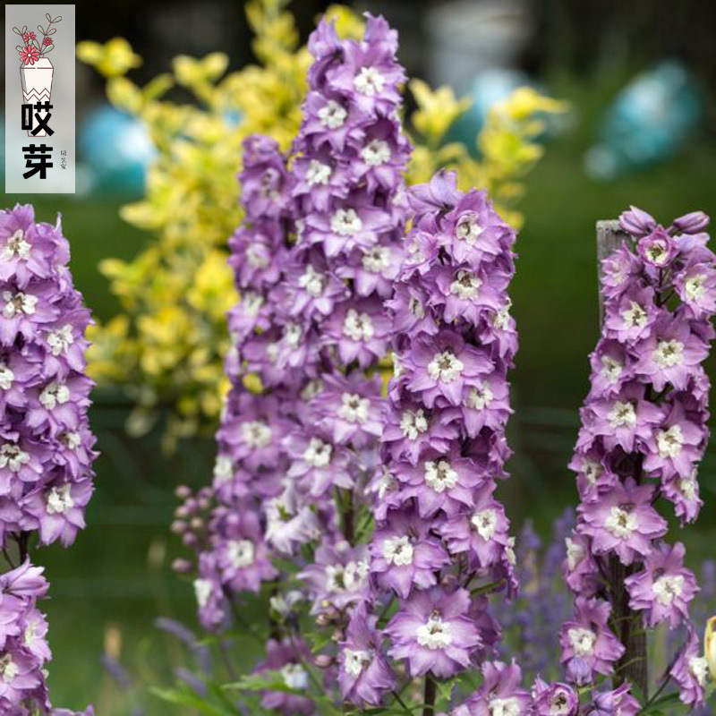进口切花大飞燕草种子 紫青亚兰特斯 四季庭院盆栽耐寒宿根花卉