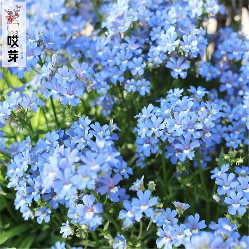 进口龙面花种子 贵族蓝色宝石 四季阳台庭院盆栽花卉植物新花色